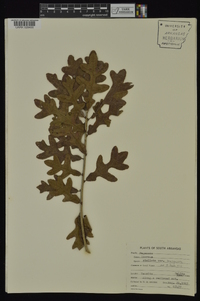 Quercus margaretta image