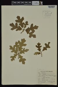 Quercus margaretta image