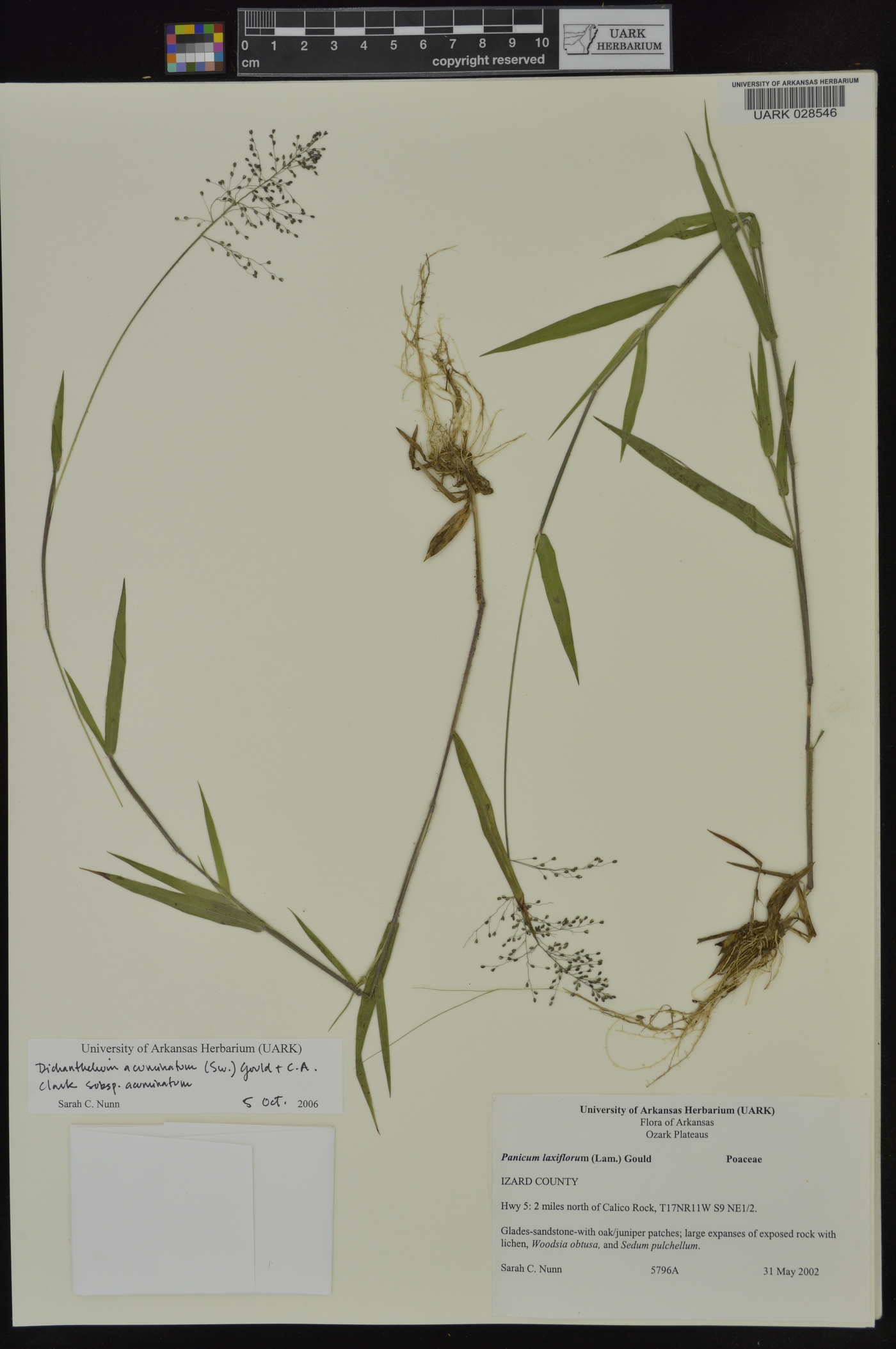 Dichanthelium acuminatum subsp. acuminatum image