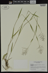 Dichanthelium acuminatum subsp. acuminatum image