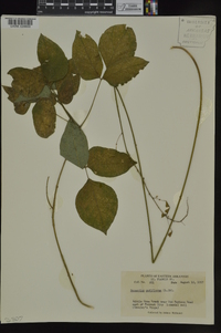 Hylodesmum nudiflorum image