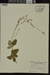 Desmodium obtusum image