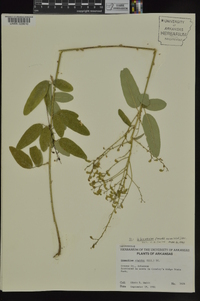 Desmodium obtusum image