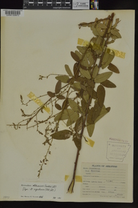 Desmodium obtusum image