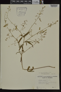 Desmodium paniculatum var. paniculatum image