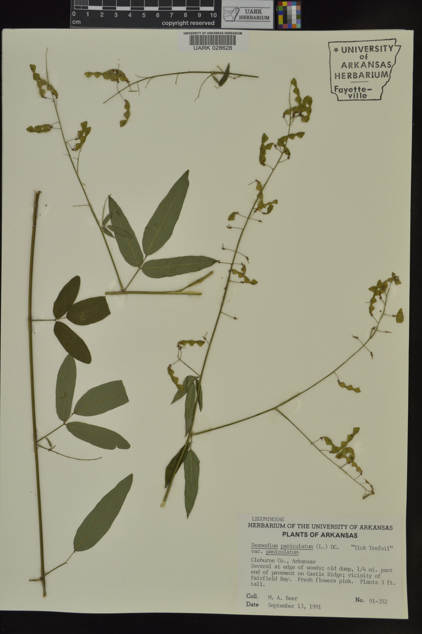 Desmodium paniculatum var. paniculatum image