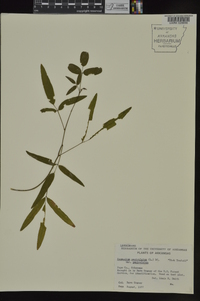 Desmodium paniculatum var. paniculatum image