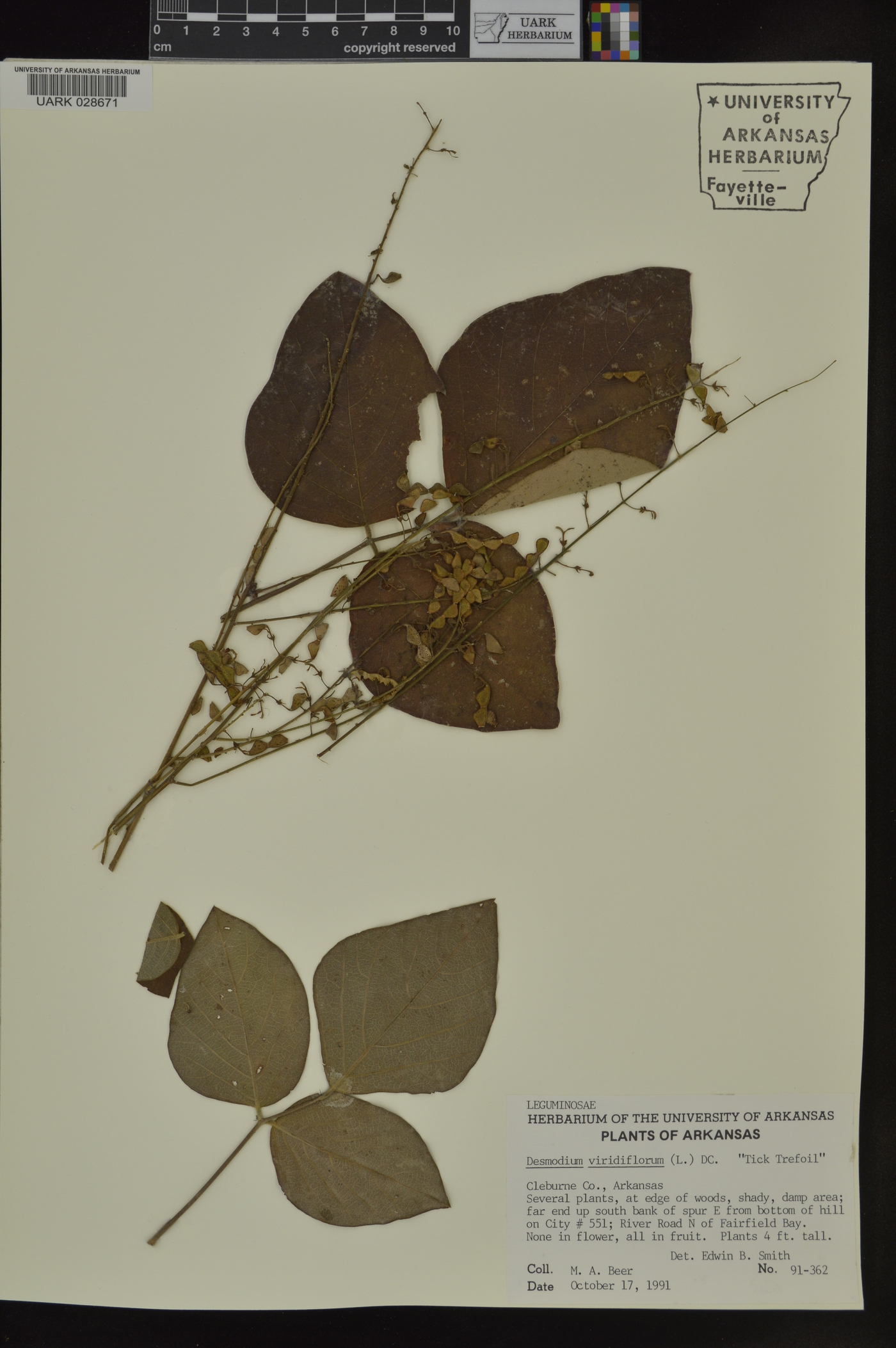 Desmodium viridiflorum image