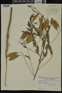 Sesbania vesicaria image