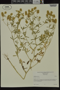 Trifolium arvense image