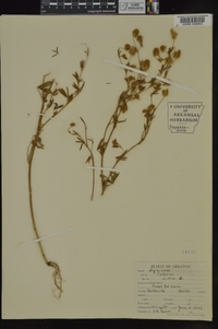 Trifolium arvense image