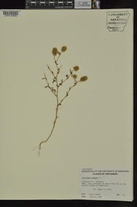 Trifolium arvense image