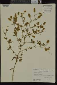 Trifolium arvense image