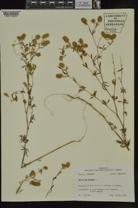 Trifolium arvense image