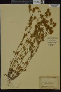 Trifolium arvense image