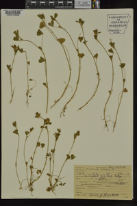 Trifolium arvense image