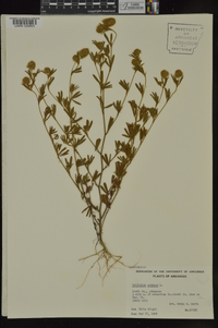 Trifolium arvense image