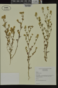 Trifolium arvense image