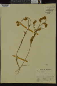 Trifolium arvense image