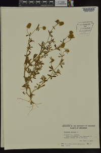 Trifolium arvense image