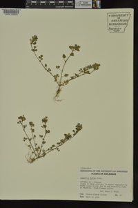 Trifolium dubium image