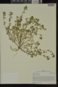 Trifolium dubium image