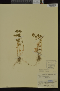 Trifolium dubium image