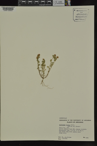 Trifolium dubium image