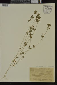 Trifolium dubium image