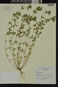 Trifolium dubium image