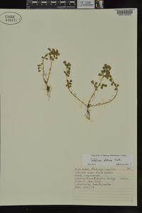 Trifolium dubium image