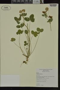 Trifolium hybridum image