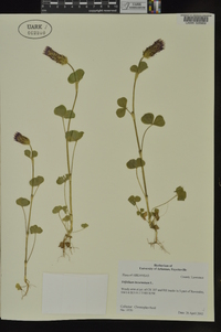 Trifolium incarnatum image