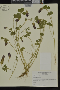 Trifolium incarnatum image