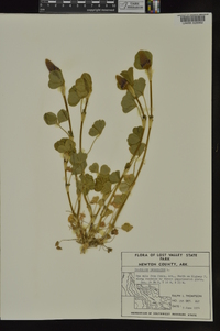 Trifolium incarnatum image