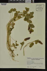 Trifolium incarnatum image