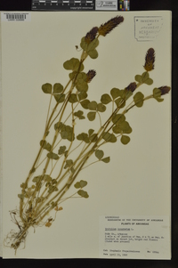 Trifolium incarnatum image