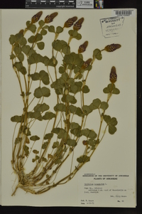 Trifolium incarnatum image