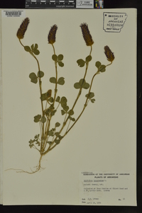 Trifolium incarnatum image