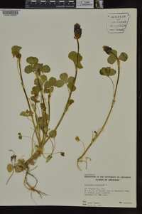 Trifolium incarnatum image