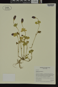 Trifolium incarnatum image