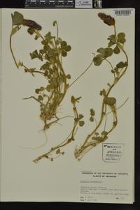 Trifolium incarnatum image
