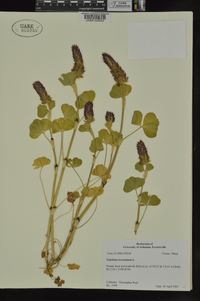 Trifolium incarnatum image