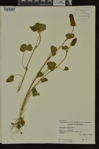 Trifolium incarnatum image