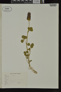 Trifolium incarnatum image