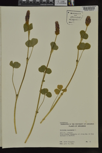 Trifolium incarnatum image