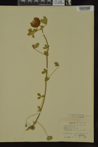 Trifolium reflexum image