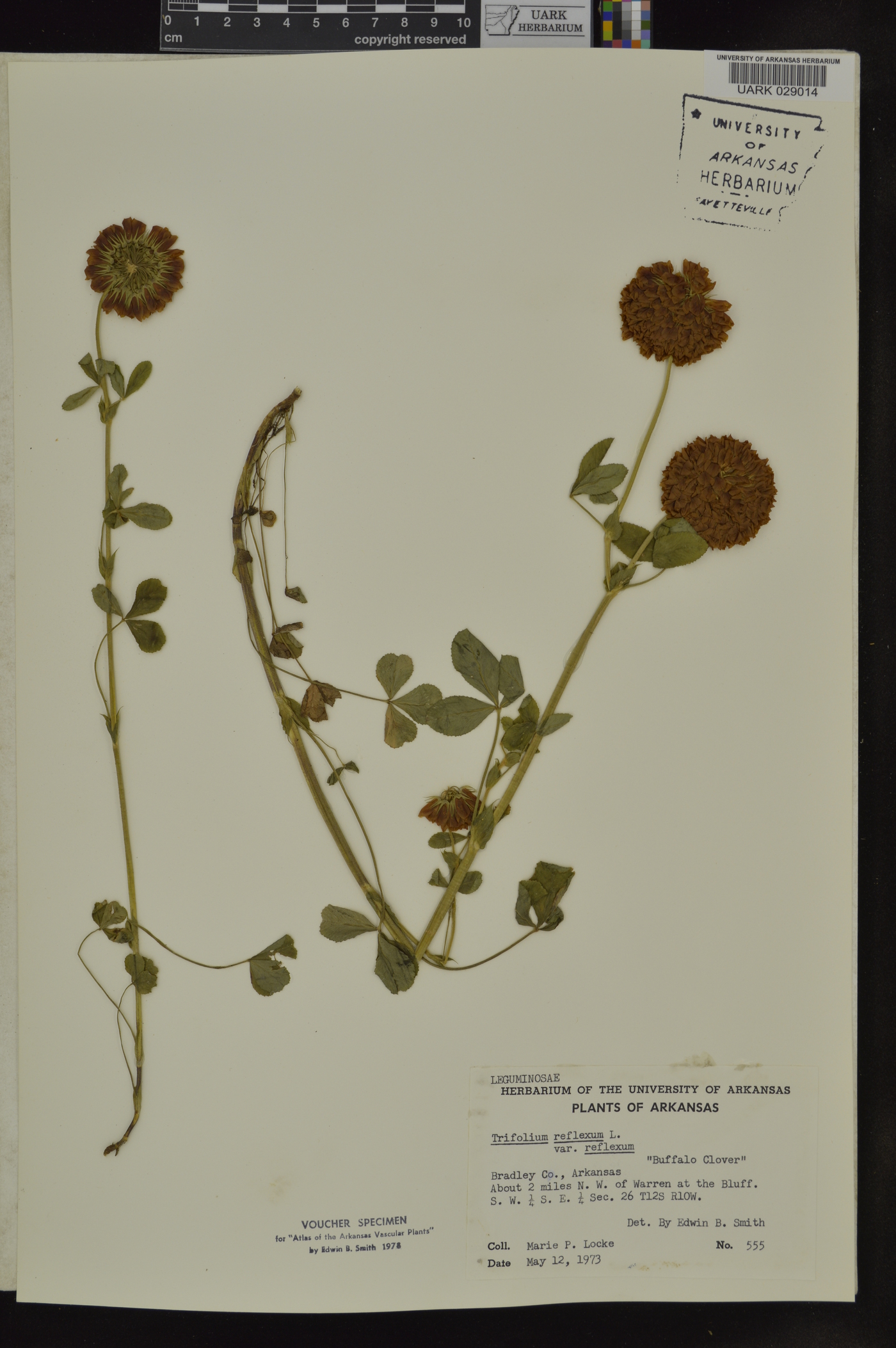 Trifolium reflexum image