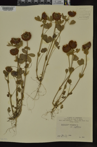 Trifolium reflexum image