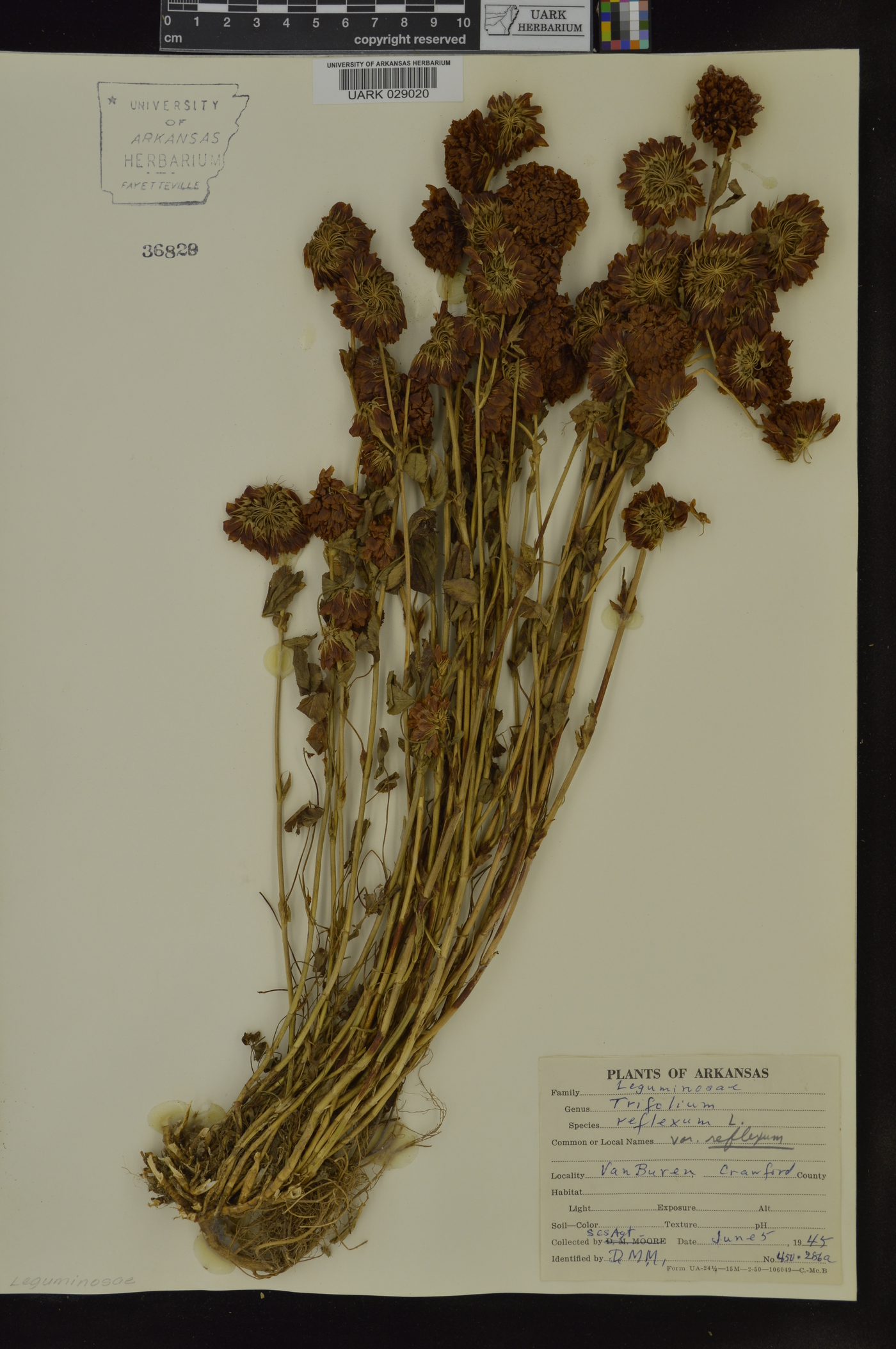 Trifolium reflexum var. reflexum image